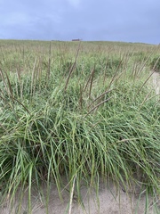 Ammophila breviligulata