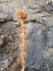 Campanula cervicaria
