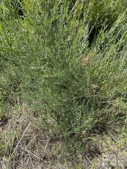 Salix exigua