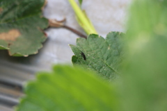 Pseudosciara forceps