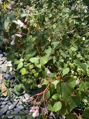 Begonia grandis