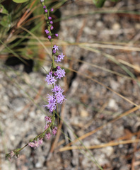 Liatris pilosa