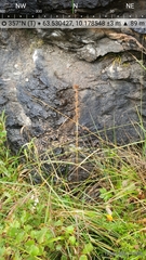 Campanula cervicaria