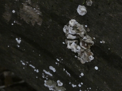 Stereum sanguinolentum