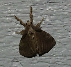 Dasychira vagans