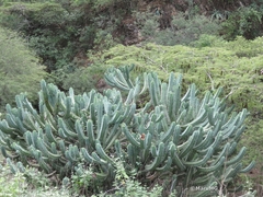 Myrtillocactus geometrizans