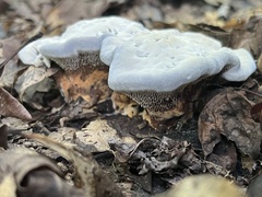 Hydnellum caeruleum