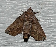 Paectes abrostoloides