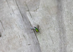 Condylostylus longicornis