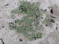 Euphorbia polygonifolia