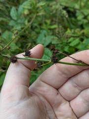 Agrimonia gryposepala