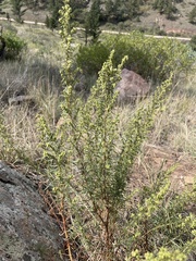 Artemisia