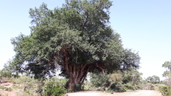 Xanthocercis zambesiaca