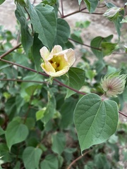 Gossypium davidsonii