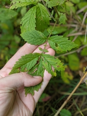 Agrimonia gryposepala