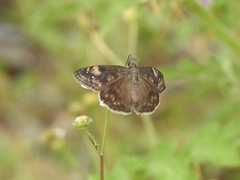Erynnis zarucco