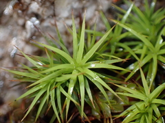 Polytrichastrum