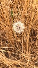 Hypochaeris glabra