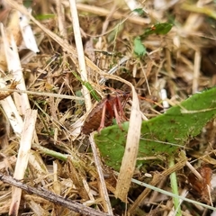 Picromerus bidens