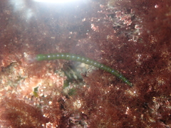 Chaetomorpha coliformis