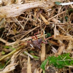Picromerus bidens