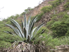 Agave americana
