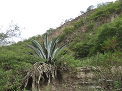 Agave americana