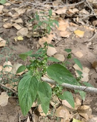 Acalypha neomexicana