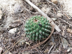 Mammillaria