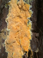 Pycnoporellus alboluteus