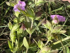 Agalinis auriculata