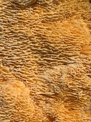 Pycnoporellus alboluteus