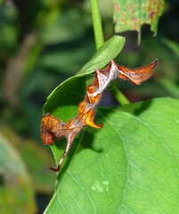 Phyprosopus callitrichoides