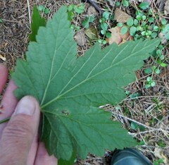 Ribes spicatum