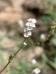 Boerhavia erecta