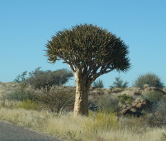Aloidendron dichotomum
