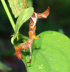 Phyprosopus callitrichoides