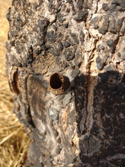 Nannotrigona testaceicornis