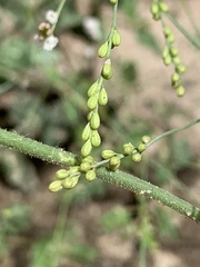 Boerhavia erecta