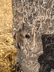 Nannotrigona testaceicornis