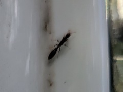 Pseudomyrmex