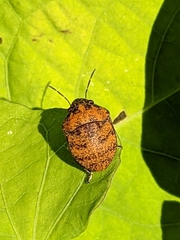 Orsilochides stictica