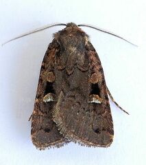 Hexorthodes agrotiformis