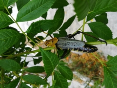 Taeniopoda tamaulipensis