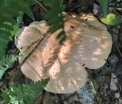 Hydnum repandum