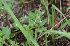 Naupactus peregrinus