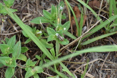 Naupactus peregrinus