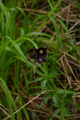 Fritillaria camschatcensis