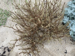 Salsola kali
