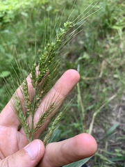 Echinochloa muricata